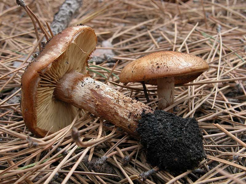 Pensavo ad un Cortinarius ma...